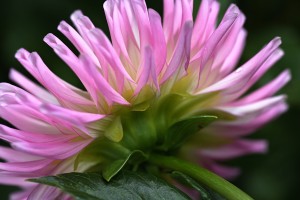 Dahlias Pink Side